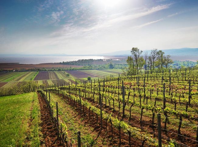 OeWM_neusiedlersee_golsk