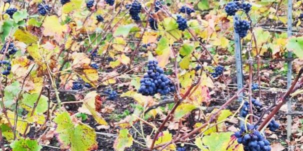 1222_BurgundGeiztrauben