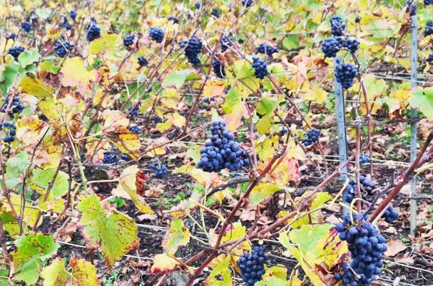 1222_BurgundGeiztrauben