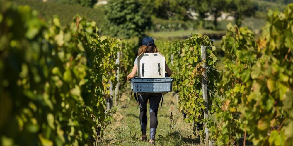 Eine Person bei der Ernte im Weinberg (Ch. Troplong-Mondot)