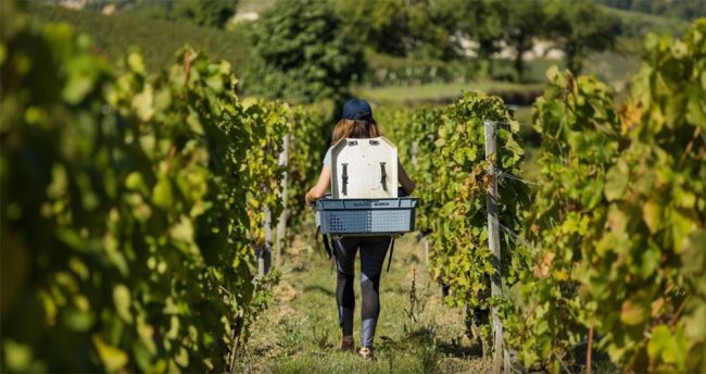 0925_BordeauxErnte_troplongmondot2 Eine Person bei der Ernte im Weinberg (Ch. Troplong-Mondot)